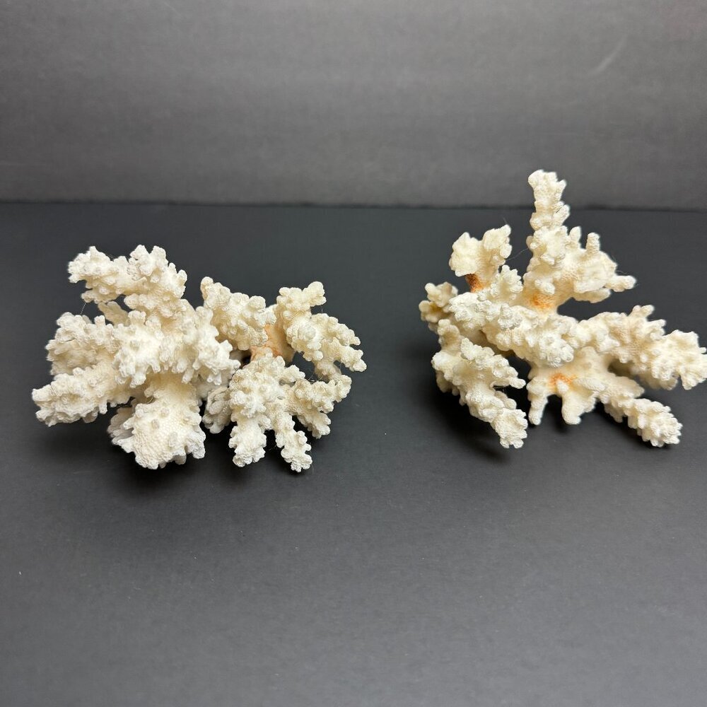 Real coral Set of 2pc